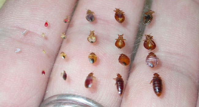BED BUGS ARE TAKING OVER THE WORLD!