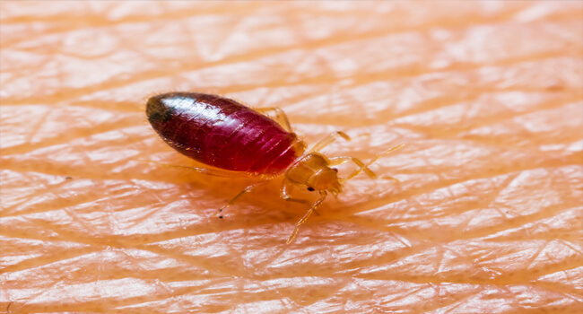 BED BUG PROTECTION
