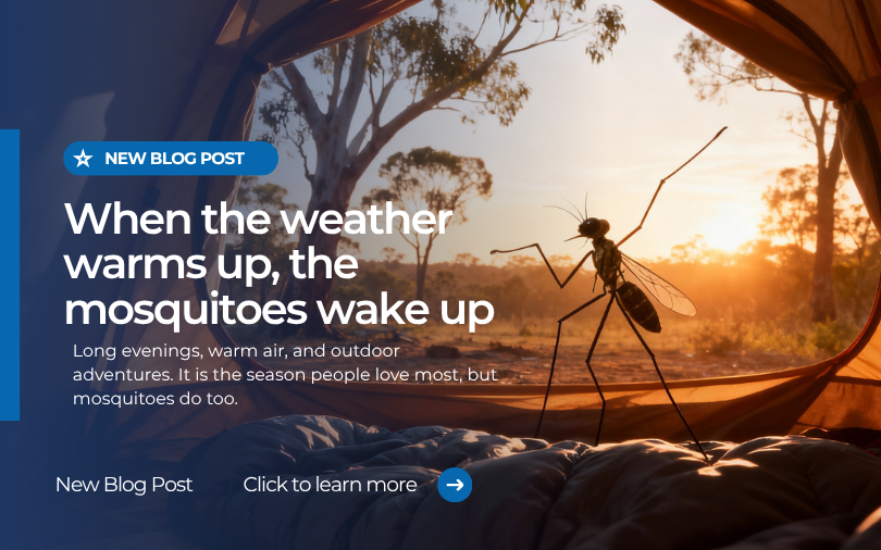 Close-up of a mosquito inside a tent at sunset, symbolising mosquito activity during warm Australian evenings.